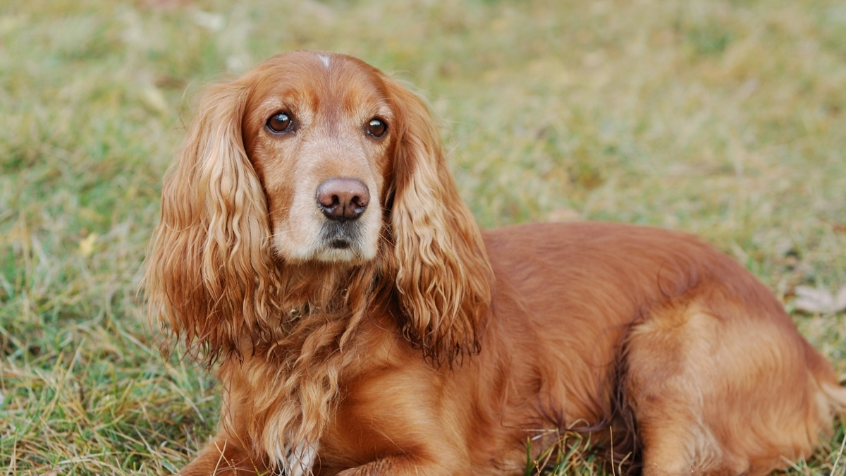 Sussex Spaniel Köpek Irkı Özellikleri Ve Bakımı