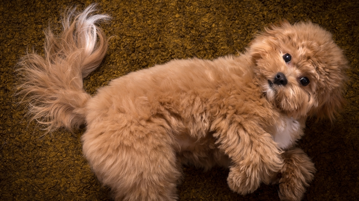 Toy Poodle Köpek Irkı Özellikleri ve Bakımı