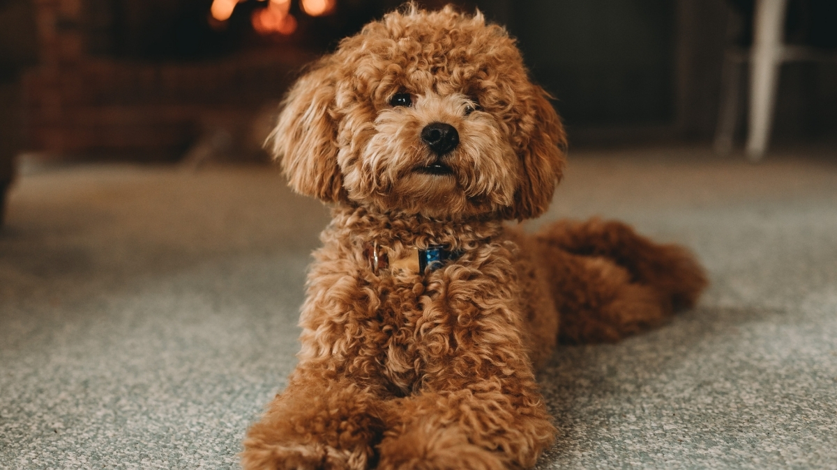 Toy Poodle Köpek Irkı Özellikleri ve Bakımı
