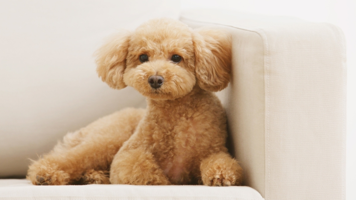 Toy Poodle Köpek Irkı Özellikleri ve Bakımı