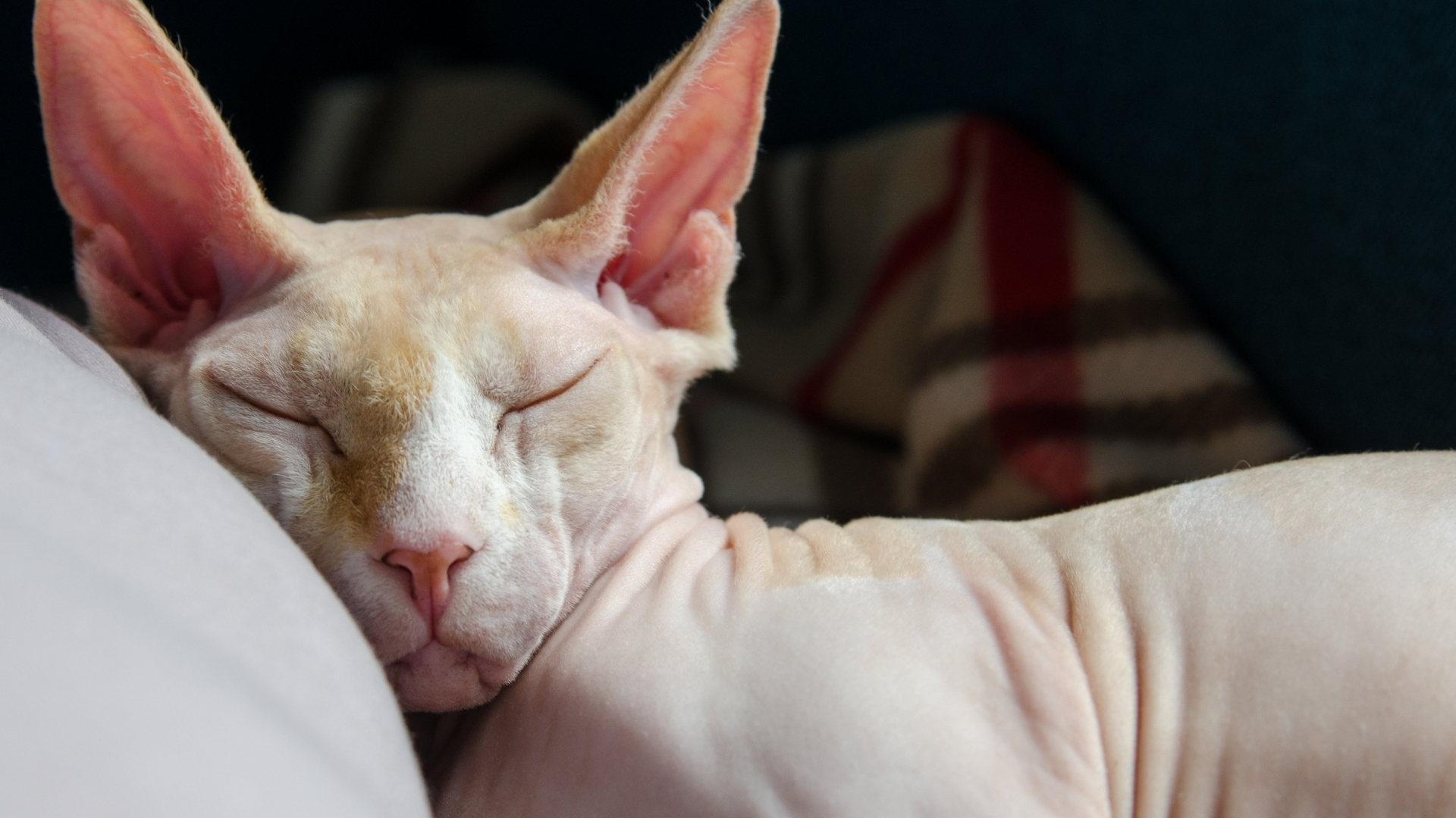 Tüysüz Kedi-Sfenks Bakımı ve Özellikleri