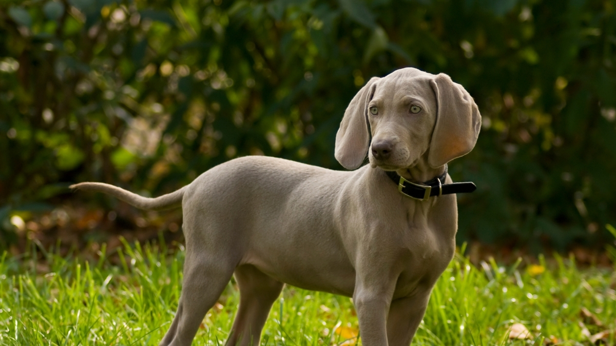 Weimaraner Köpek Irkı Özellikleri Ve Bakımı