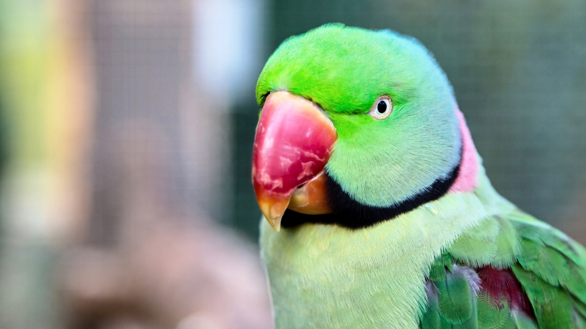 Alexandrine Parakeet (İskender Papağanı) Özellikleri ve Bakımı