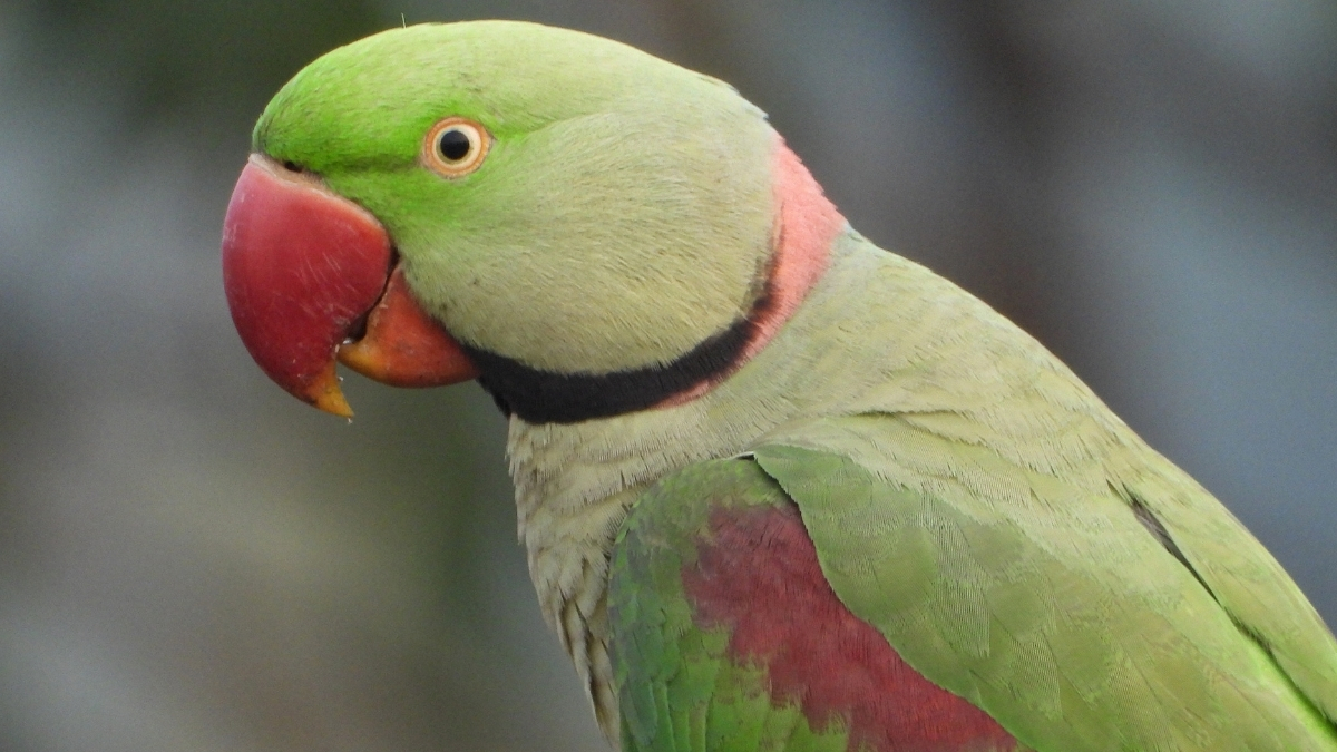 Alexandrine Parakeet (İskender Papağanı) Özellikleri ve Bakımı