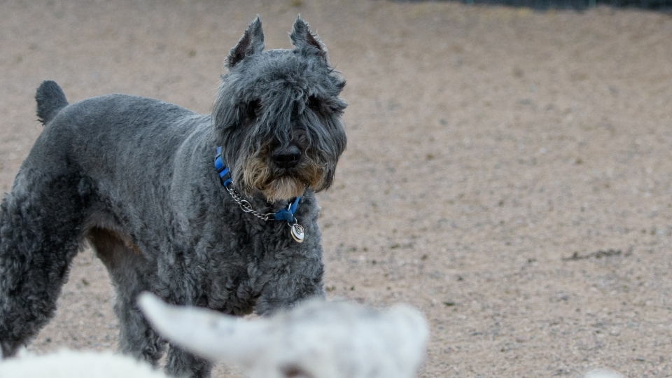 Bouvier des Flandres (Flandre Sığır Köpeği) Özellikleri Ve Bakımı