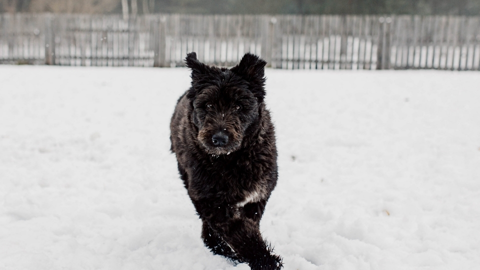 Bouvier des Flandres (Flandre Sığır Köpeği) Özellikleri Ve Bakımı