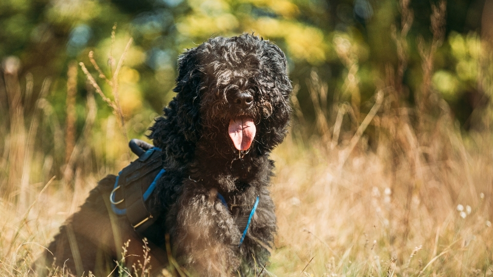 Bouvier des Flandres (Flandre Sığır Köpeği) Özellikleri Ve Bakımı