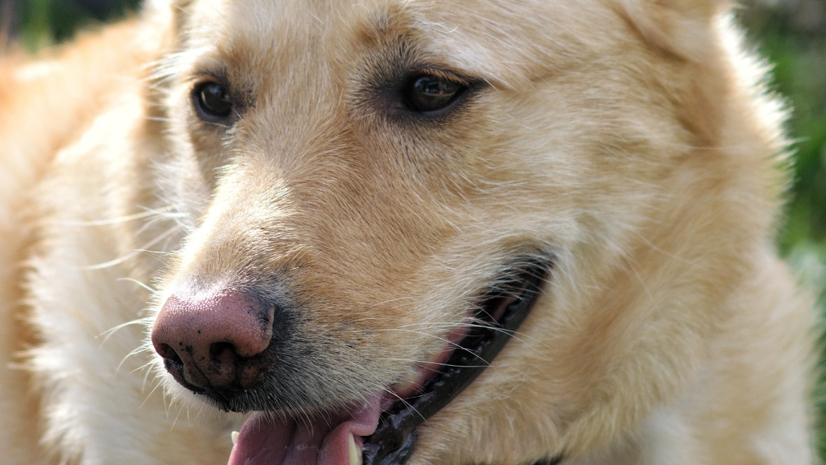 Carolina Dog (Karolina Köpeği) Özellikleri Ve Bakımı