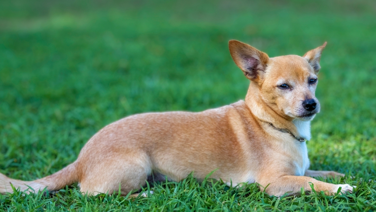 Carolina Dog (Karolina Köpeği) Özellikleri Ve Bakımı