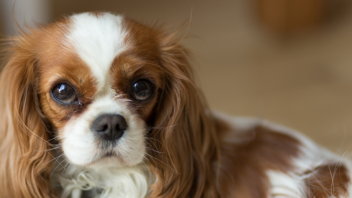 Cavalier King Charles Spaniel Köpek Irkı Özellikleri ve Bakımı