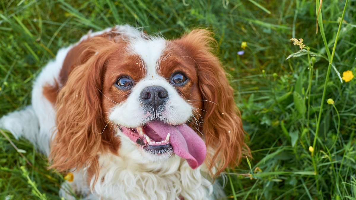 Cavalier King Charles Spaniel Köpek Irkı Özellikleri ve Bakımı