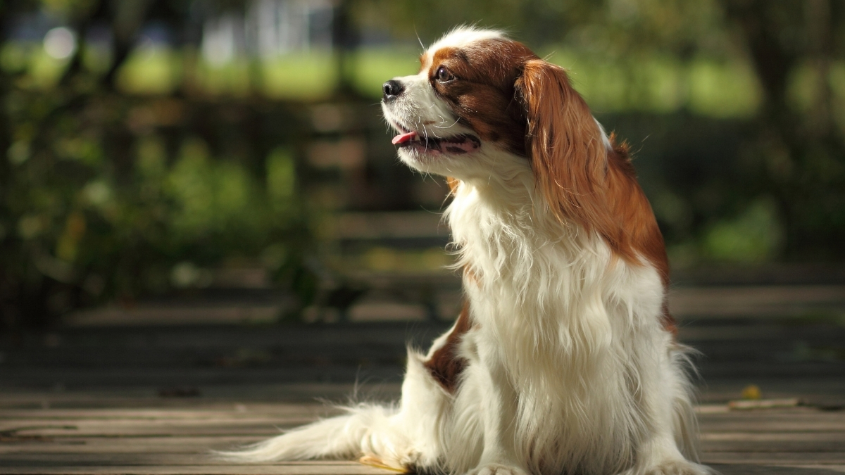 Cavalier King Charles Spaniel Köpek Irkı Özellikleri ve Bakımı
