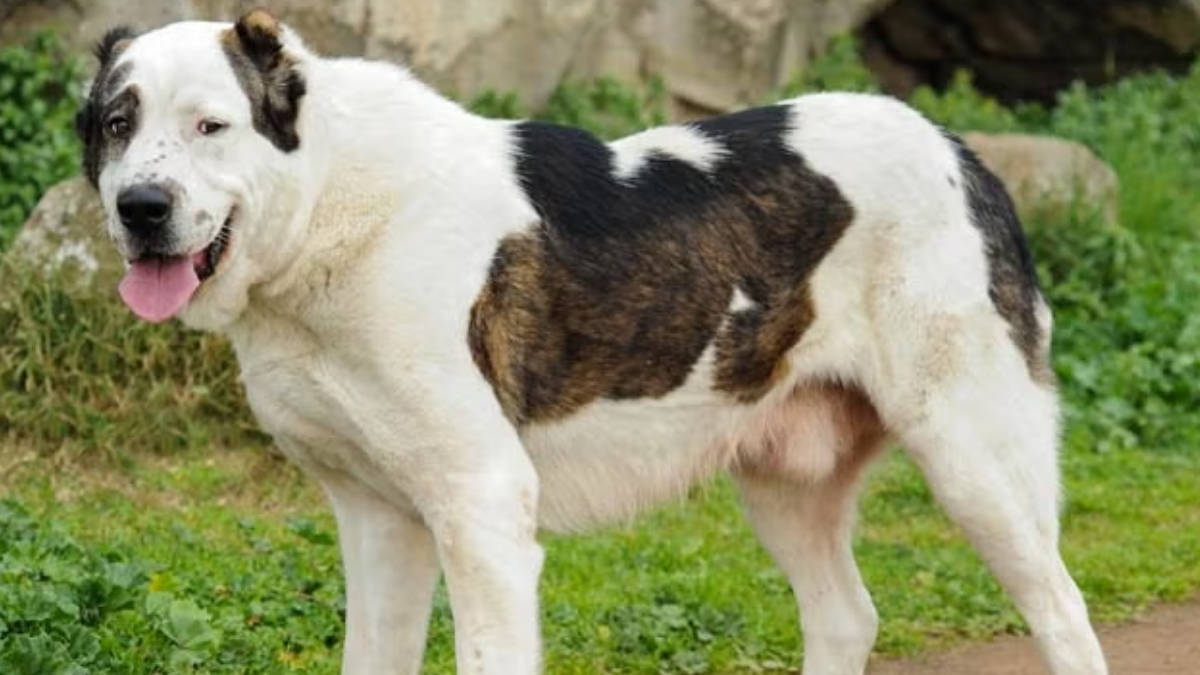 Central Asian Shepherd Köpek Irkı Özellikleri ve Bakımı