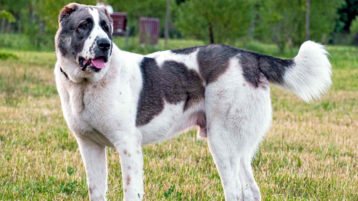 Central Asian Shepherd Köpek Irkı Özellikleri ve Bakımı