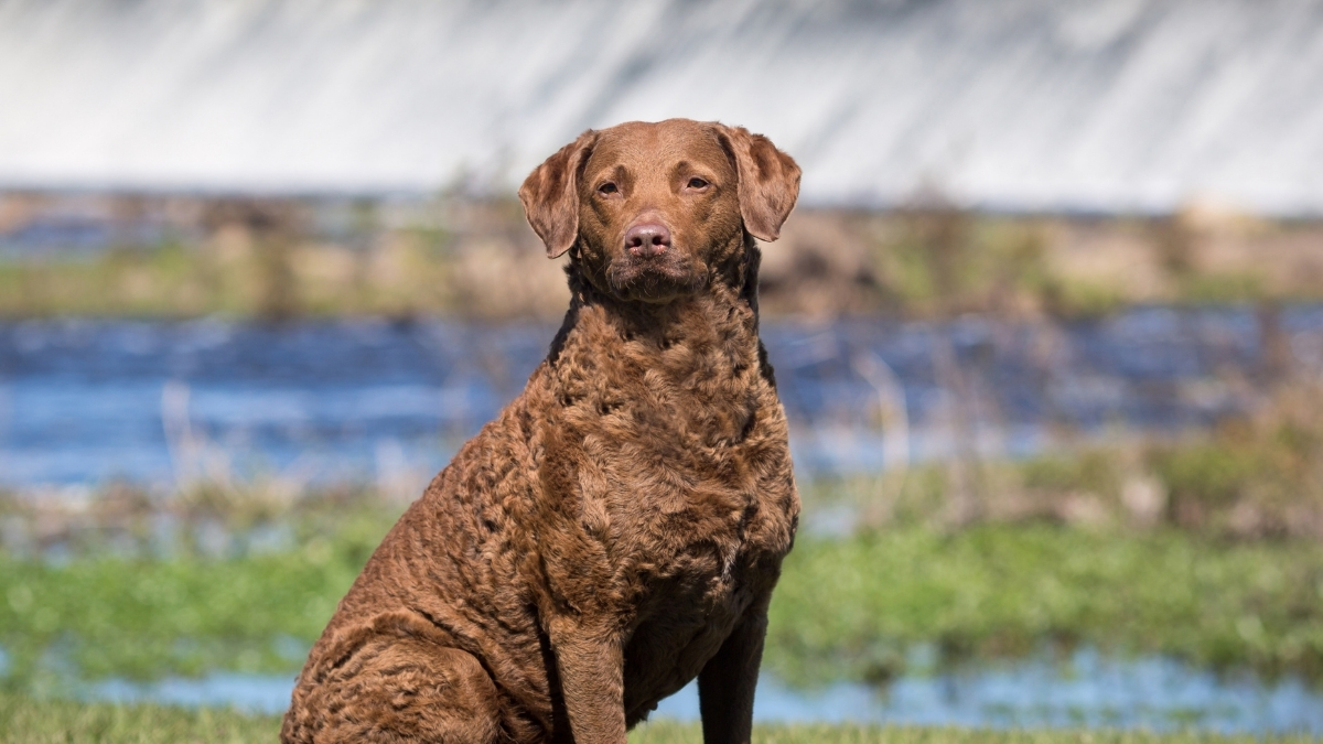 Chesapeake Retriever Köpek Irkı Özellikleri ve Bakımı