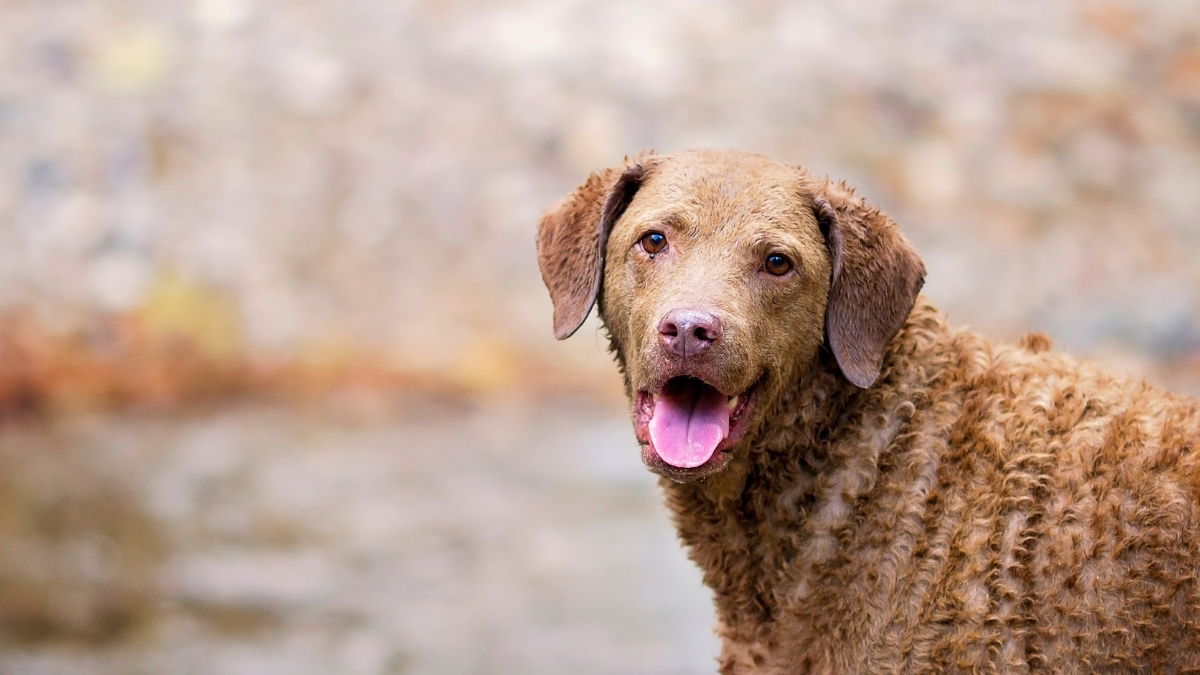 Chesapeake Retriever Köpek Irkı Özellikleri ve Bakımı