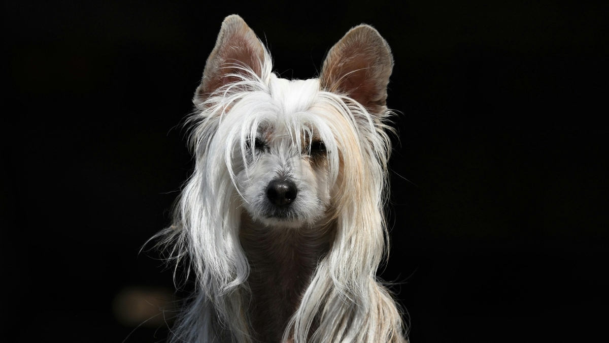 Chinese Crested (Çin Tepeli Köpeği) Özellikleri ve Bakımı