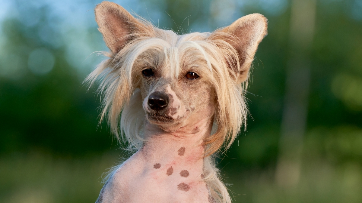 Chinese Crested (Çin Tepeli Köpeği) Özellikleri ve Bakımı