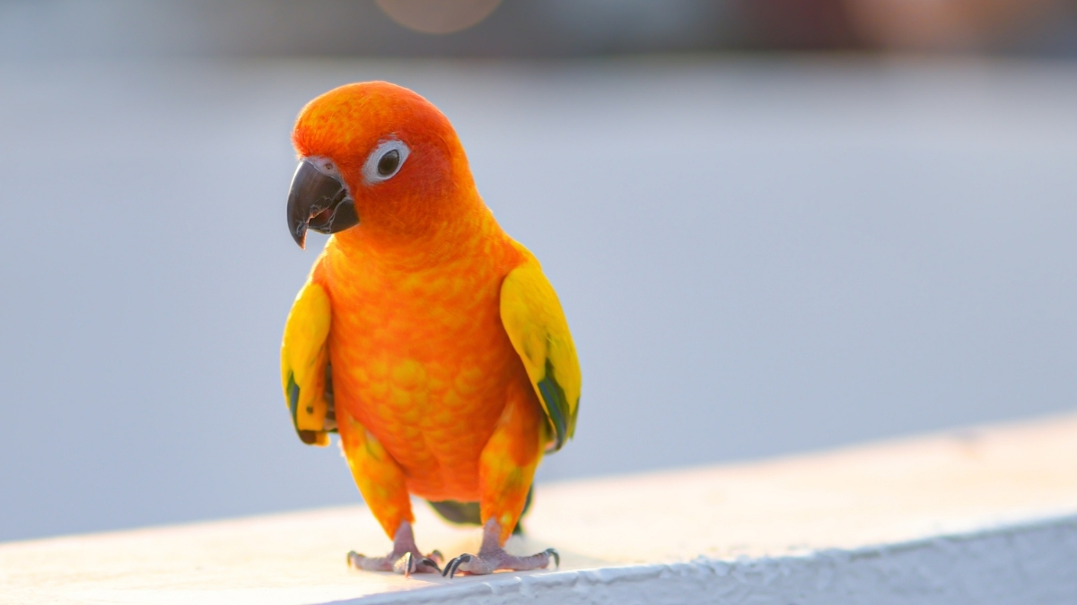 Conure (Konur Papağanı) Özellikleri ve Bakımı