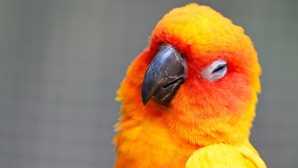 Conure (Konur Papağanı) Özellikleri ve Bakımı