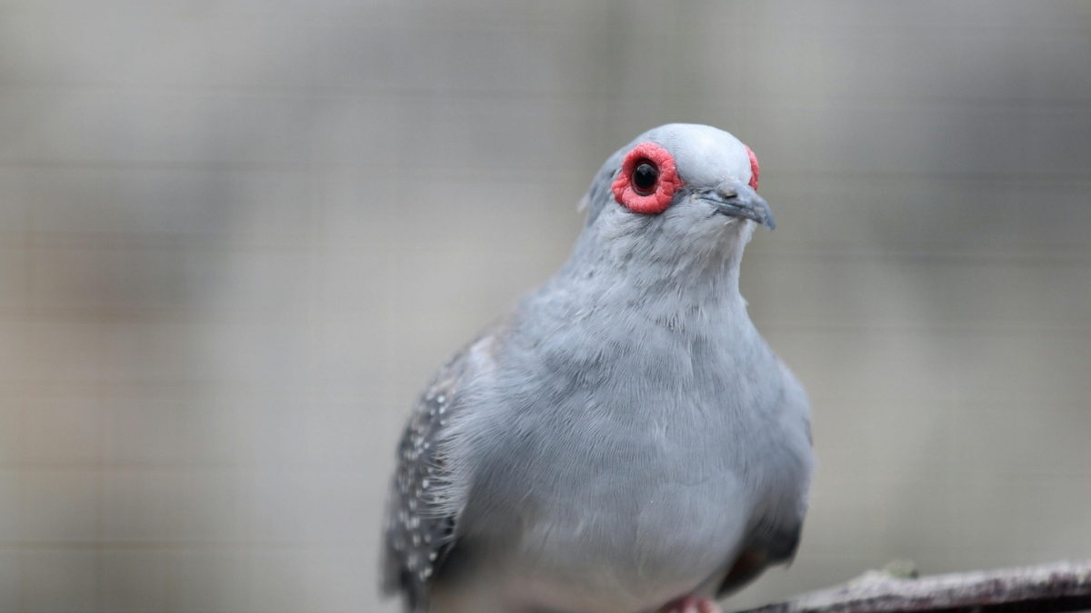 Diamond Dove (Elmas Güvercini) Özellikleri ve Bakımı
