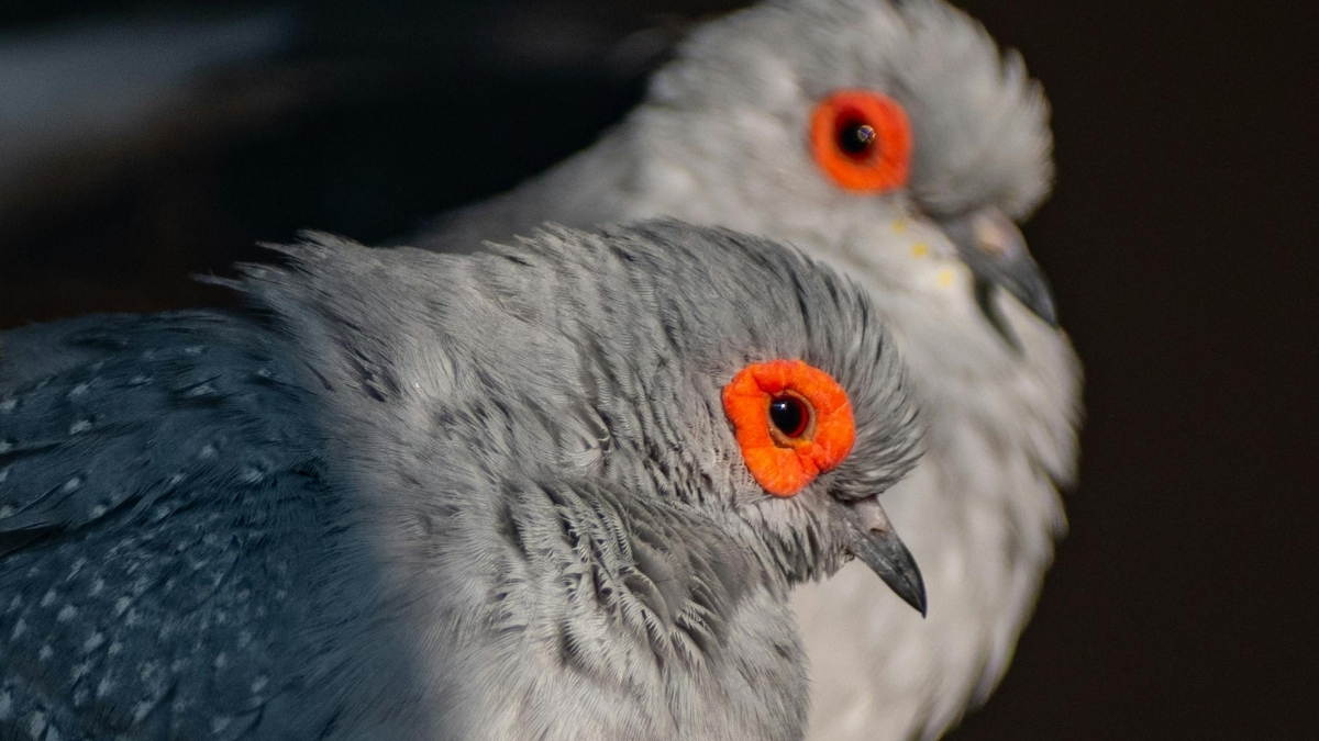 Diamond Dove (Elmas Güvercini) Özellikleri ve Bakımı