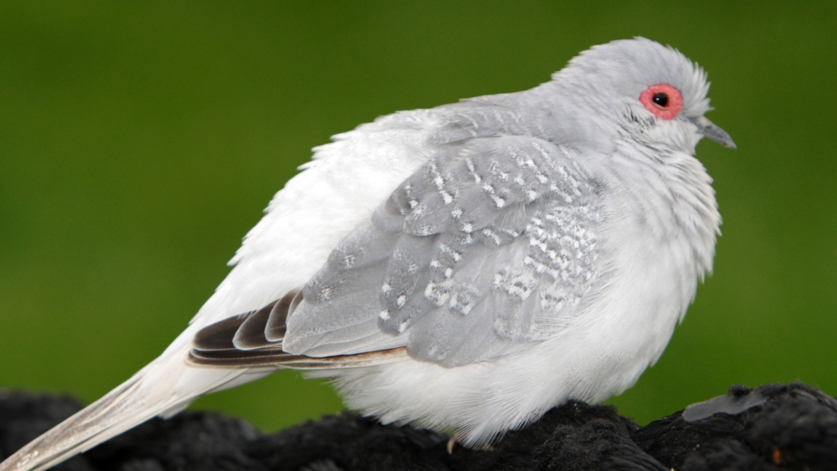 Diamond Dove (Elmas Güvercini) Özellikleri ve Bakımı