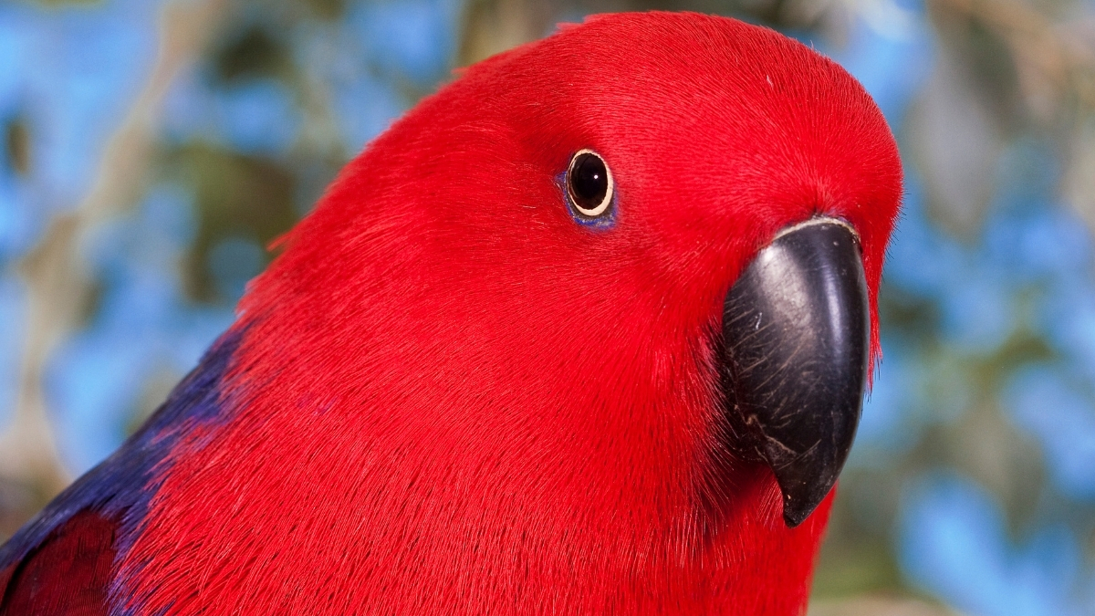 Eclectus Parrot (Eklektus Papağanı) Özellikleri ve Bakımı