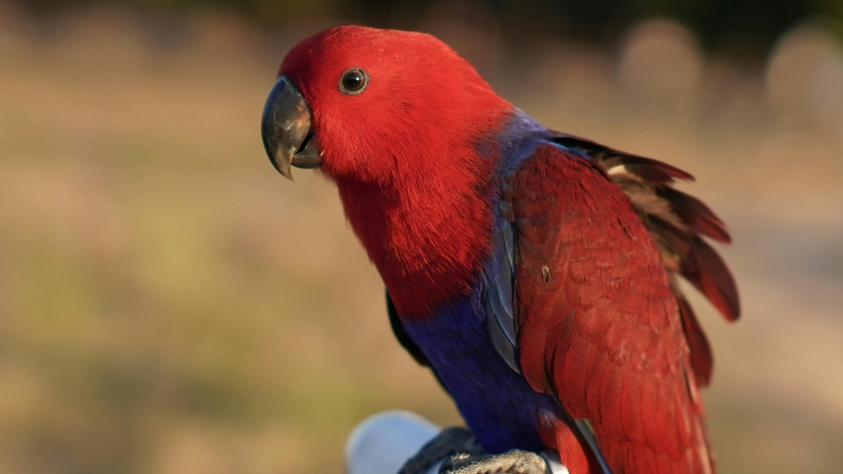 Eclectus Parrot (Eklektus Papağanı) Özellikleri ve Bakımı