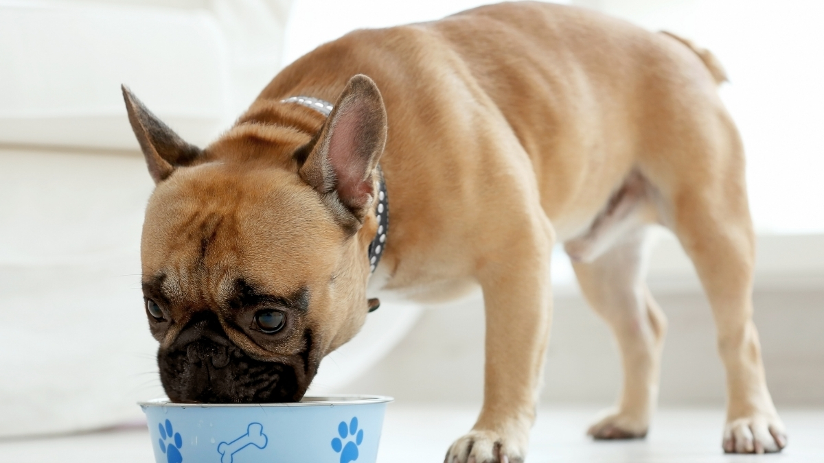 Kolajenin Köpek Beslemesinde Kullanımı ve Önemi