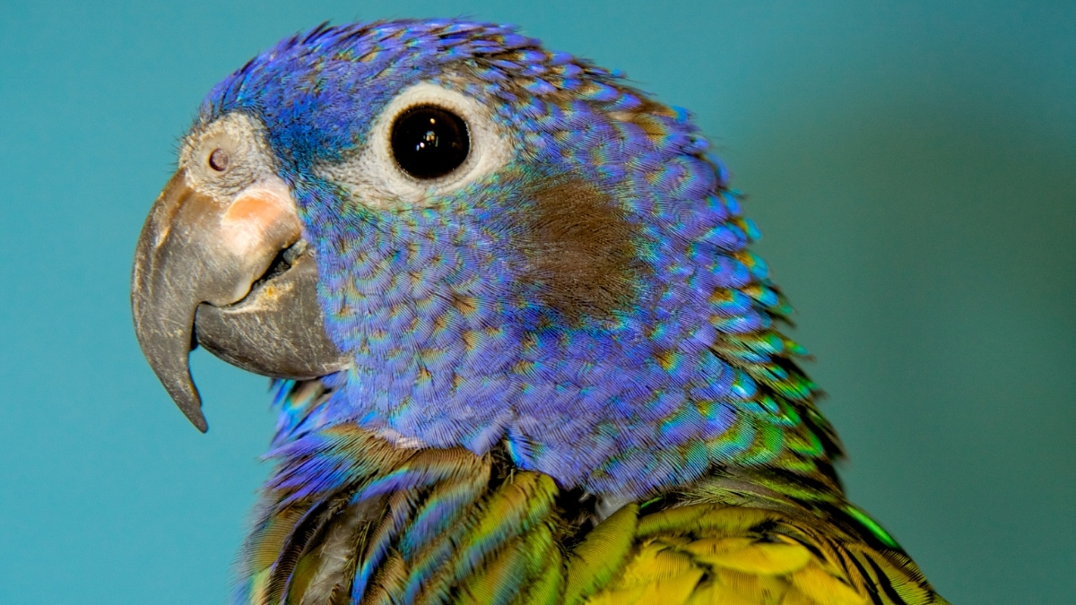 Pionus Papağanı Özellikleri ve Bakımı