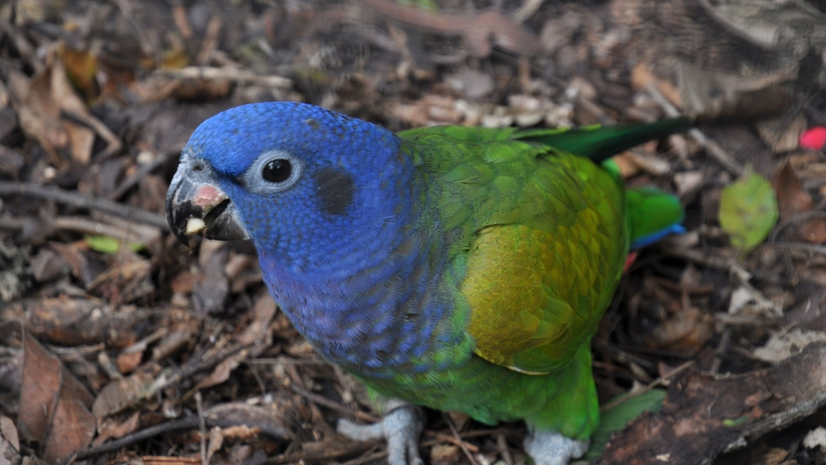 Pionus Papağanı Özellikleri ve Bakımı