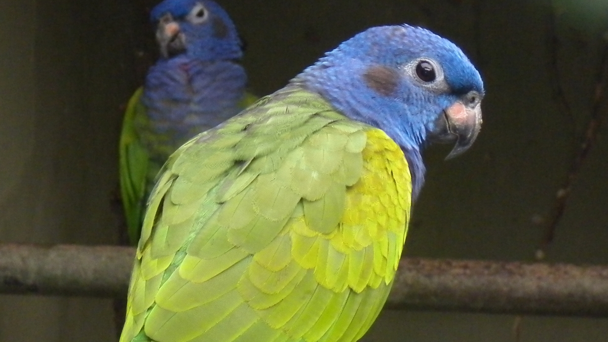Pionus Papağanı Özellikleri ve Bakımı