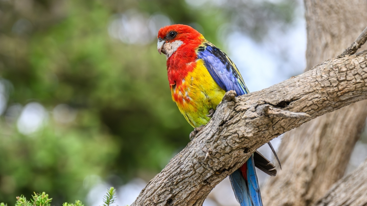 Rosella Papağanı Özellikleri ve Bakımı