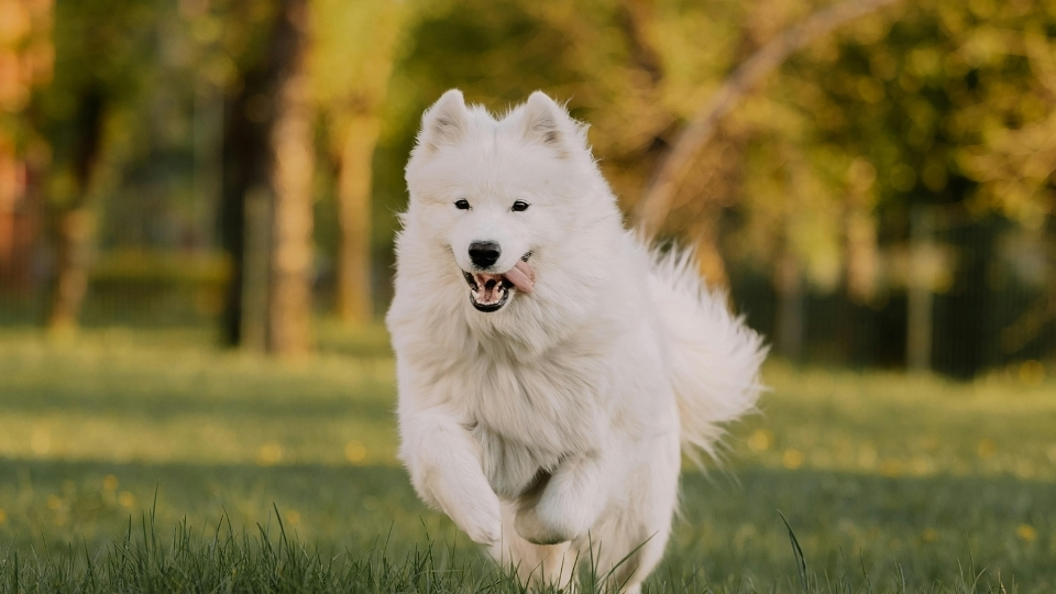 Samoyed Köpeği Özellikleri Ve Bakımı