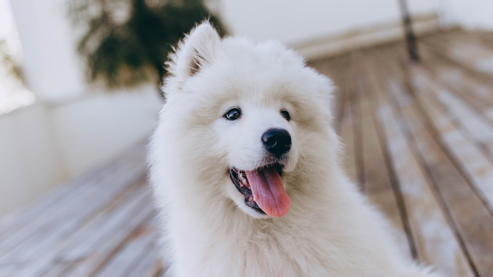 Samoyed Köpeği Özellikleri Ve Bakımı