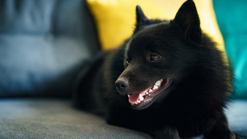 Schipperke Köpeği Özellikleri Ve Bakımı