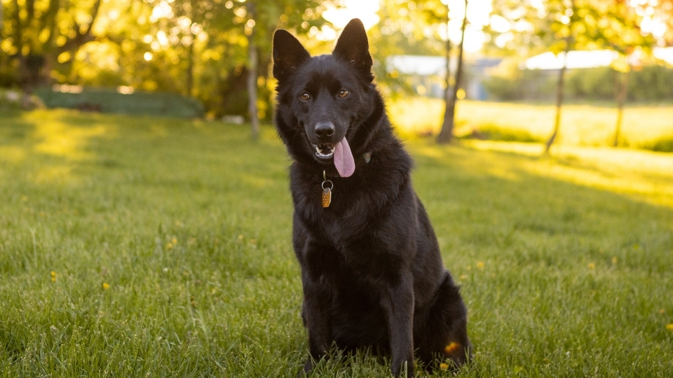 Schipperke Köpeği Özellikleri Ve Bakımı