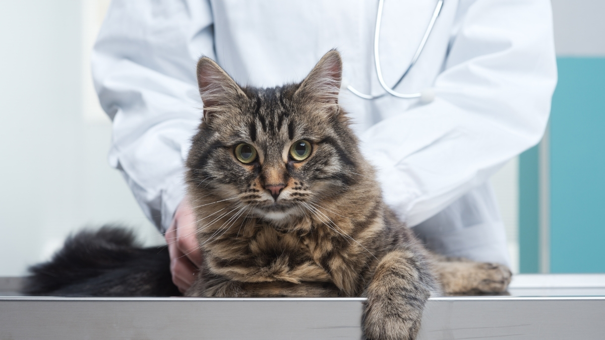 Düzenli Veteriner Kontrolünün Kedi Sağlığındaki Önemi