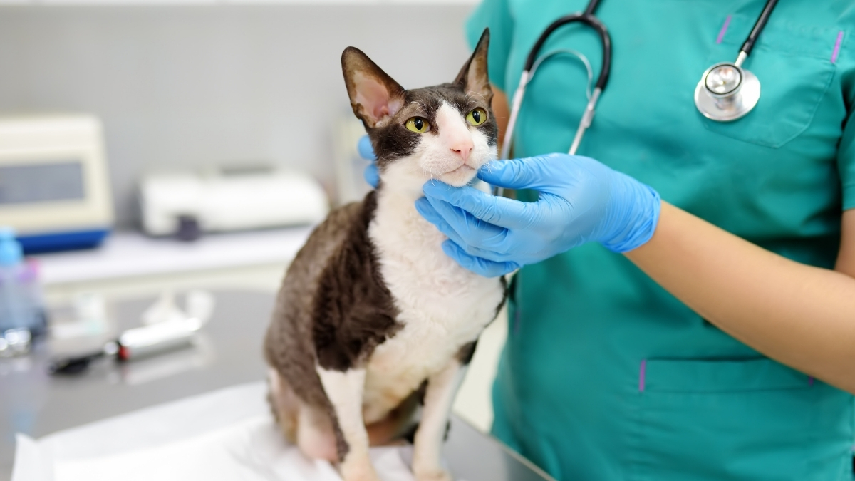 Düzenli Veteriner Kontrolünün Kedi Sağlığındaki Önemi