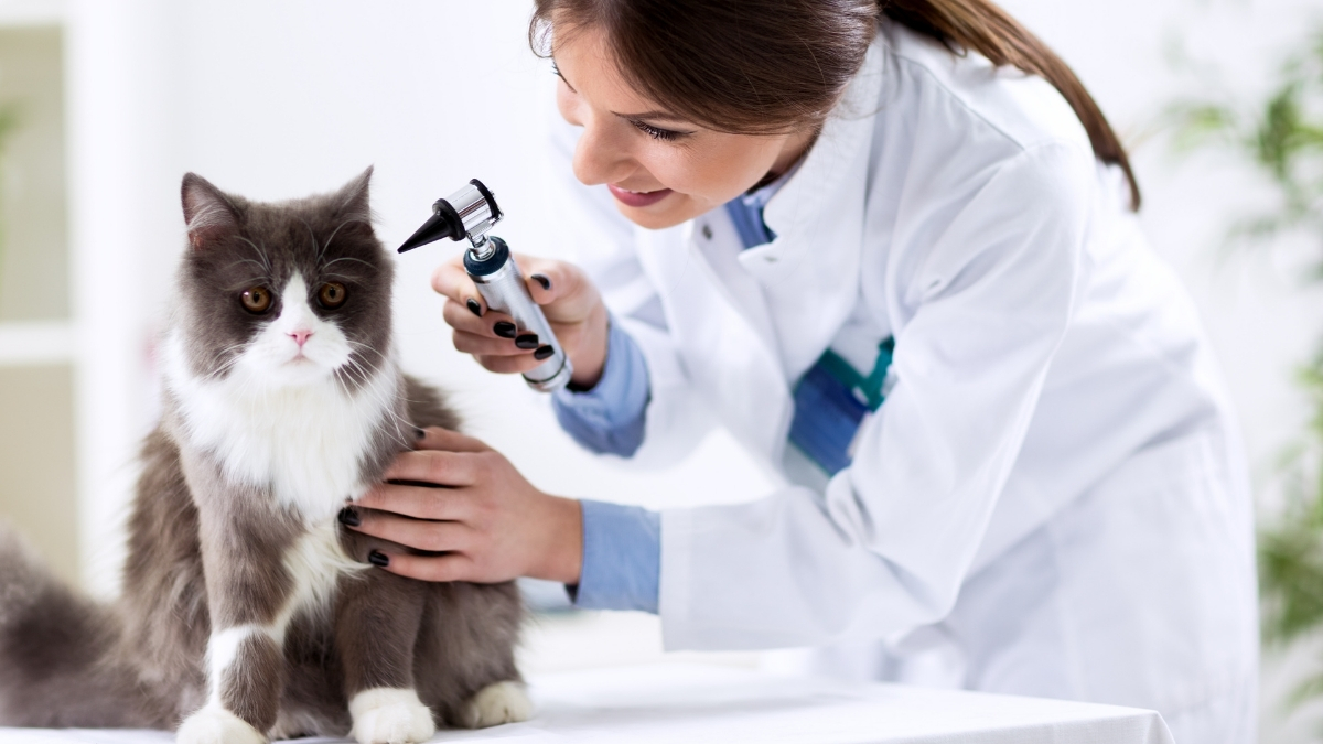 Düzenli Veteriner Kontrolünün Kedi Sağlığındaki Önemi
