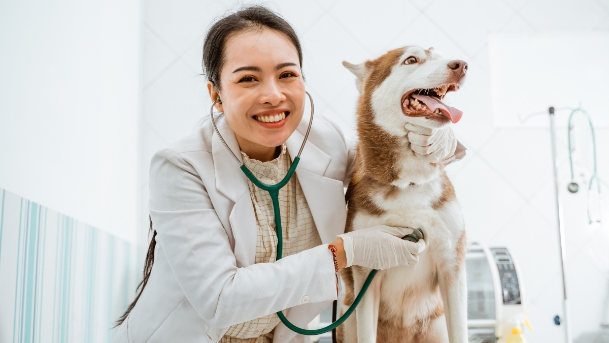 Düzenli Veteriner Kontrolünün Köpek Sağlığındaki Önemi