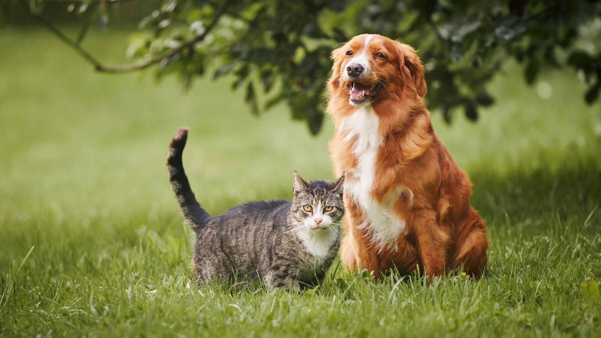 Kedi ve Köpeklerde PİKA Sendromu Nedir?