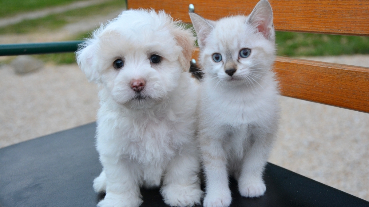 Kedi ve Köpeklerde PİKA Sendromu Nedir?