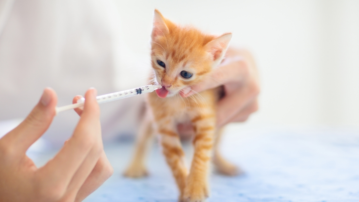 Kedilerde Antibiyotik Kullanırken Nelere Dikkat Etmeliyiz?