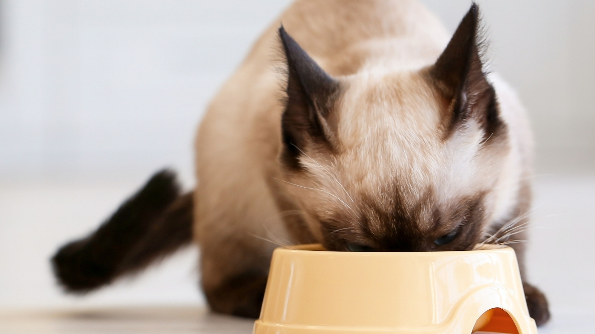 Kolajenin Kedi Beslemesinde Kullanımı ve Önemi