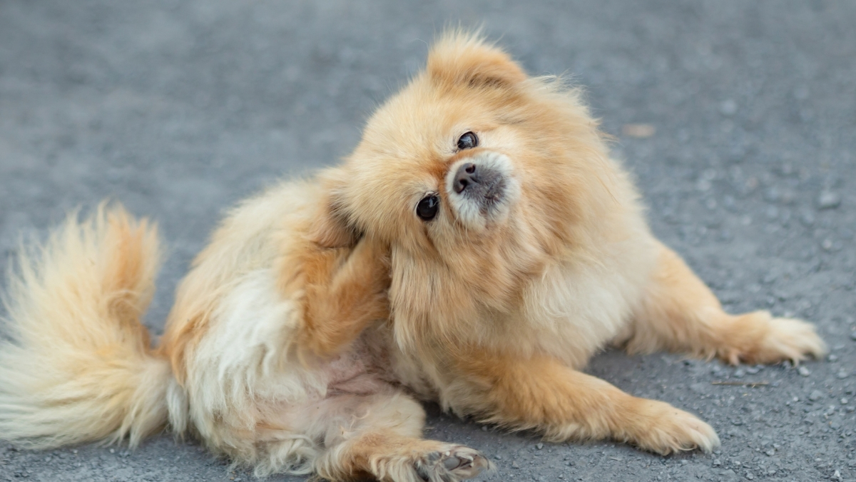 Köpekleri Pirelerden Koruma Yöntemleri