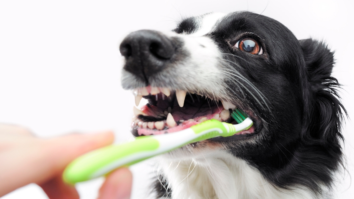 Köpeklerde Diş Bakımı ve Diş Fırçalama