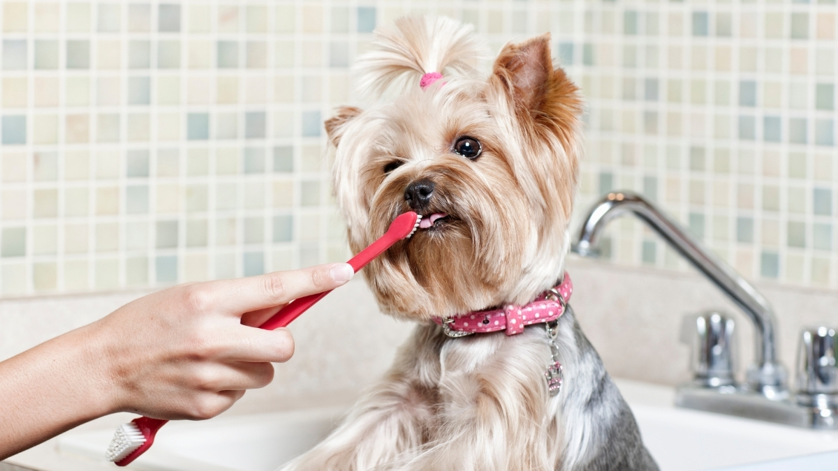 Köpeklerde Diş Bakımı ve Diş Fırçalama