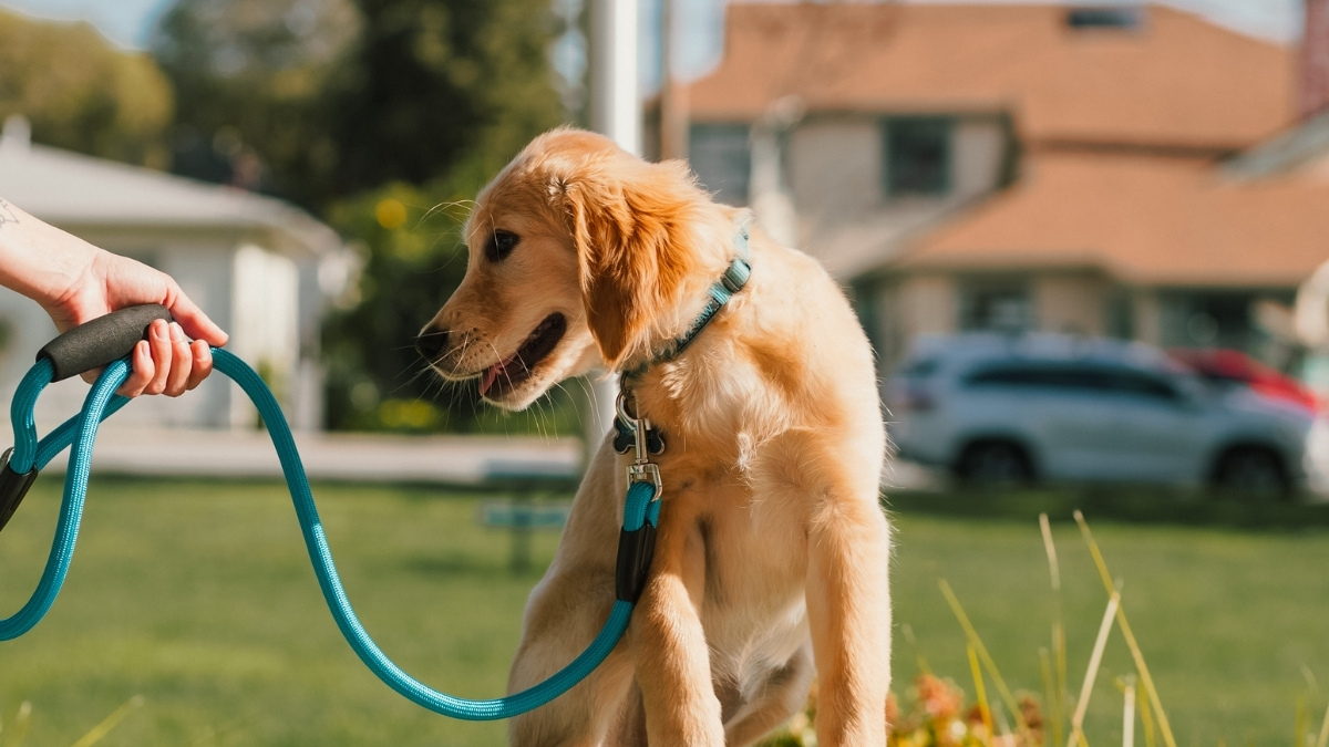 Köpeklerde Tasma Seçiminin Önemi Neden Bu Kadar Fazladır?